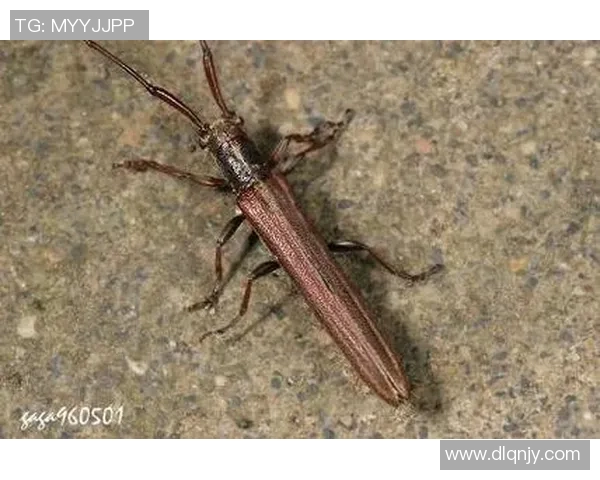 探索三地图库与天牛图库的全面资源与应用指南